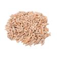 Coquillages turrid
